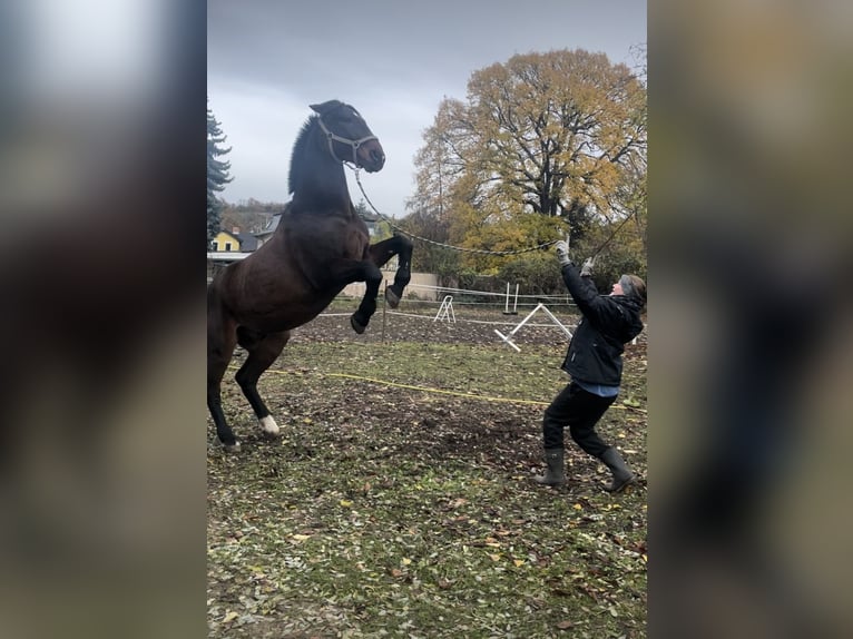 Heavy Warmblood Gelding 20 years 16,2 hh Brown in Dresden