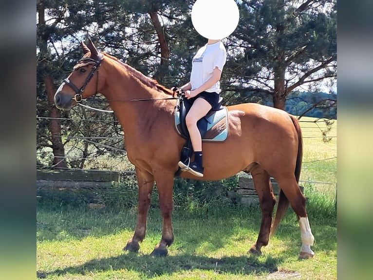Heavy Warmblood Gelding 20 years 16 hh Chestnut-Red in Kamenz