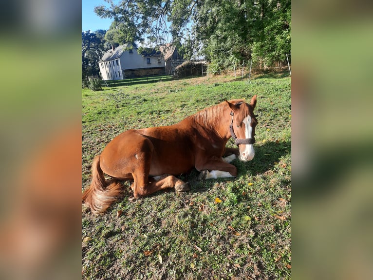 Heavy Warmblood Gelding 21 years 17 hh Chestnut-Red in Ostrau