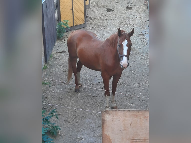 Heavy Warmblood Gelding 21 years 17 hh Chestnut-Red in Ostrau