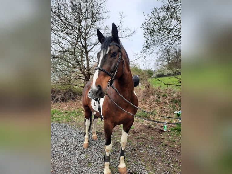 Heavy Warmblood Gelding 22 years 16 hh Pinto in Elsoff (Westerwald)
