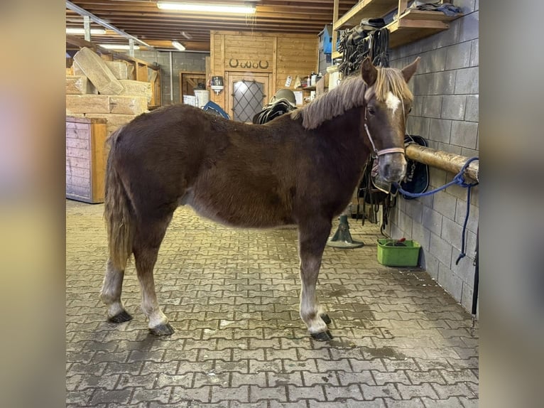 Heavy Warmblood Gelding 2 years 15.1 hh  in Daleiden