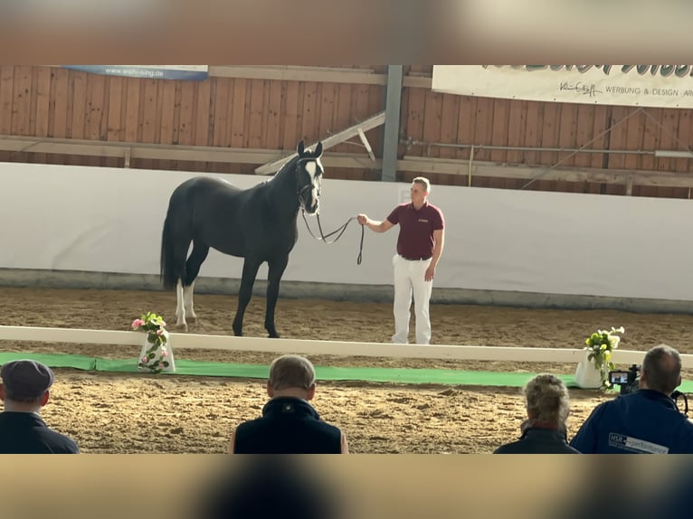 Heavy Warmblood Gelding 2 years 15,3 hh Black in Am Ettersberg