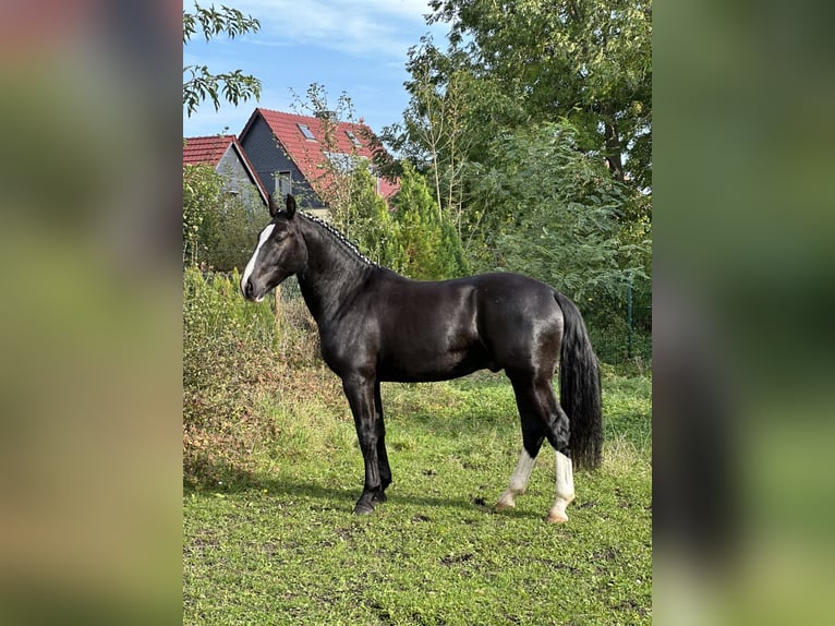 Heavy Warmblood Gelding 2 years 15,3 hh Black in Am Ettersberg