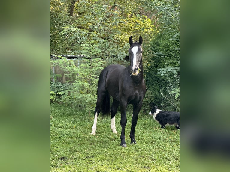 Heavy Warmblood Gelding 2 years 15,3 hh Black in Am Ettersberg