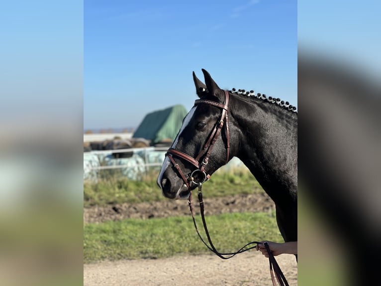 Heavy Warmblood Gelding 2 years 15,3 hh Black in Am Ettersberg