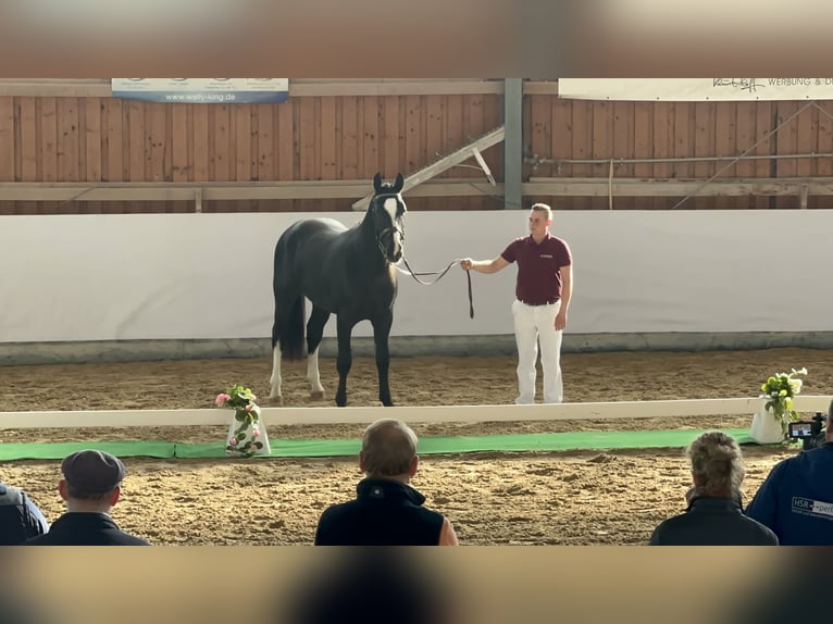 Heavy Warmblood Gelding 2 years 15,3 hh Black in Am Ettersberg