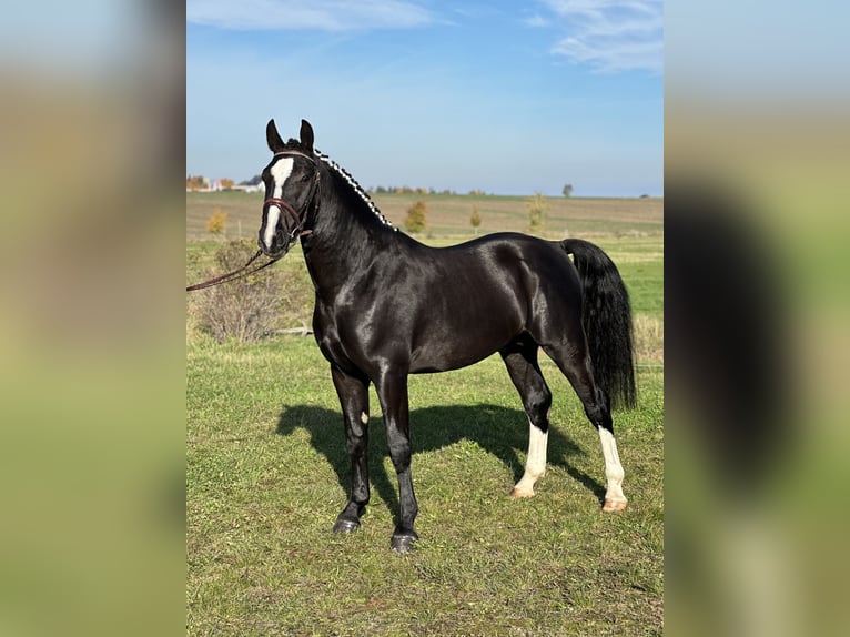 Heavy Warmblood Gelding 2 years 15,3 hh Black in Am Ettersberg