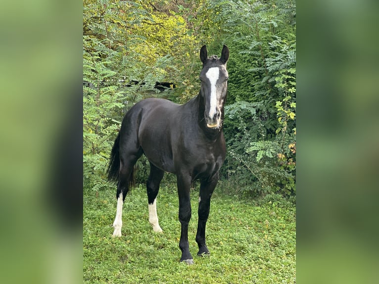 Heavy Warmblood Gelding 2 years 15,3 hh Black in Am Ettersberg