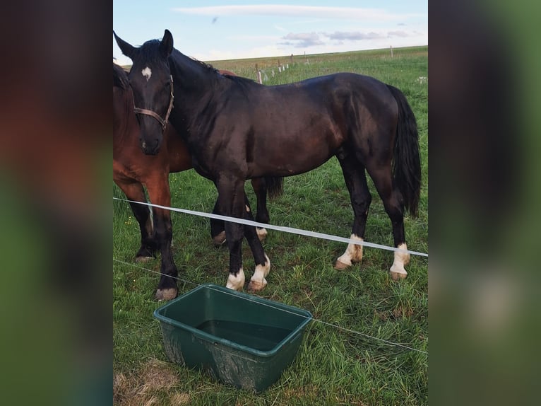 Heavy Warmblood Gelding 2 years 16.1 hh Black in Oederan