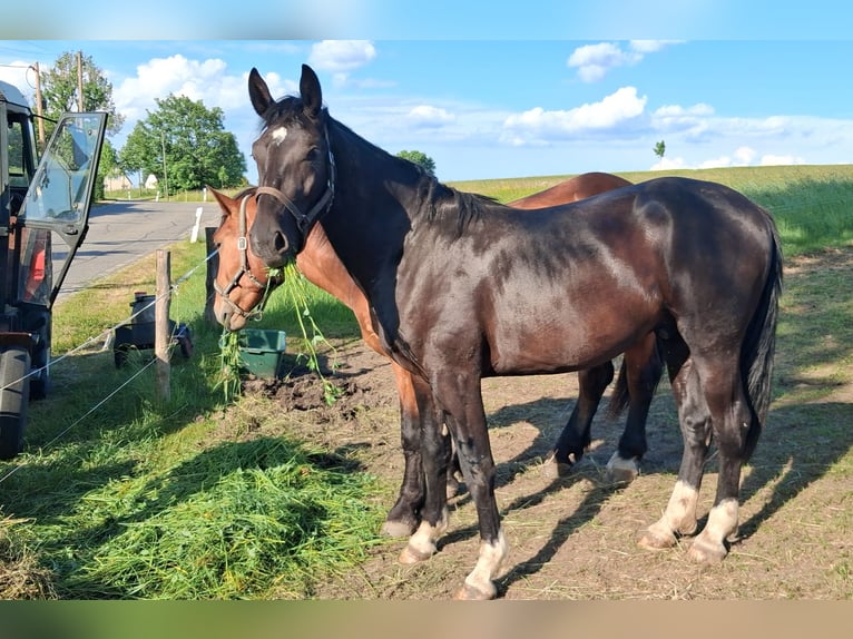 Heavy Warmblood Gelding 2 years 16.1 hh Black in Oederan