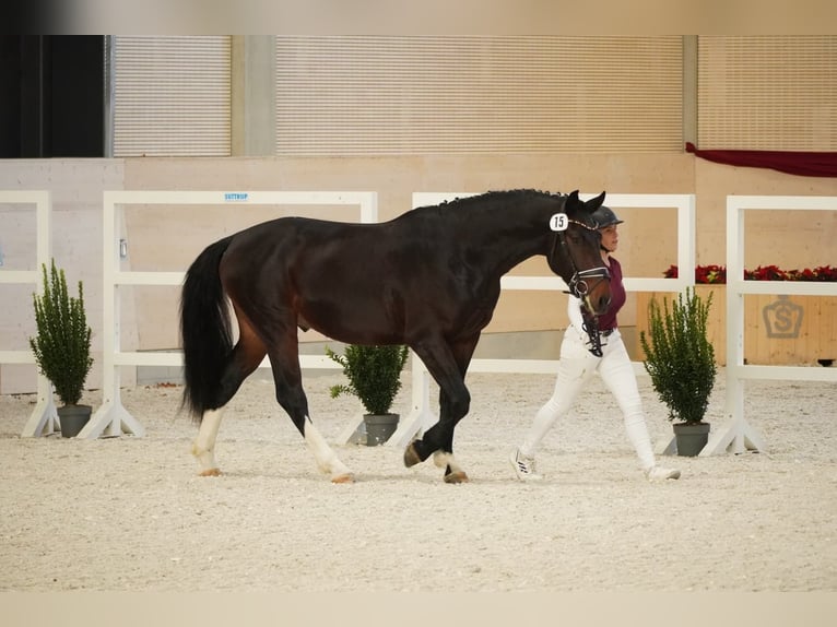 Heavy Warmblood Gelding 2 years 16 hh Bay-Dark in Korbu&#xDF;en