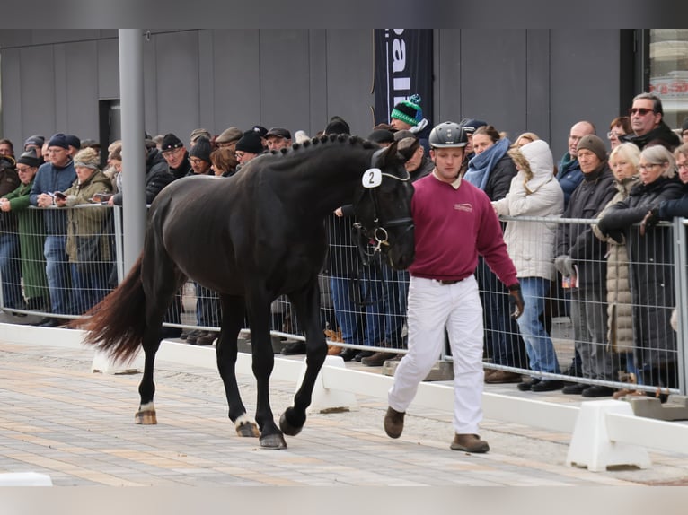 Heavy Warmblood Gelding 2 years 16 hh Black in Panschwitz-Kuckau