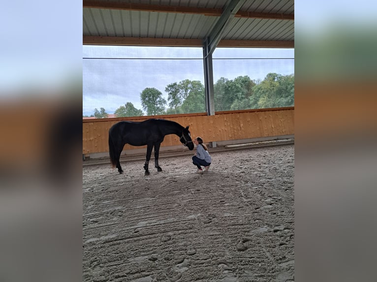 Heavy Warmblood Gelding 2 years 16 hh Black in Döbeln