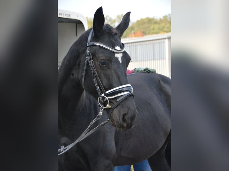 Heavy Warmblood Gelding 2 years 16 hh Black in Döbeln