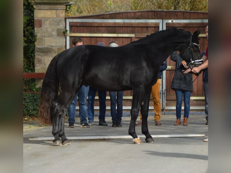 Heavy Warmblood Gelding 2 years 16 hh Black in Döbeln