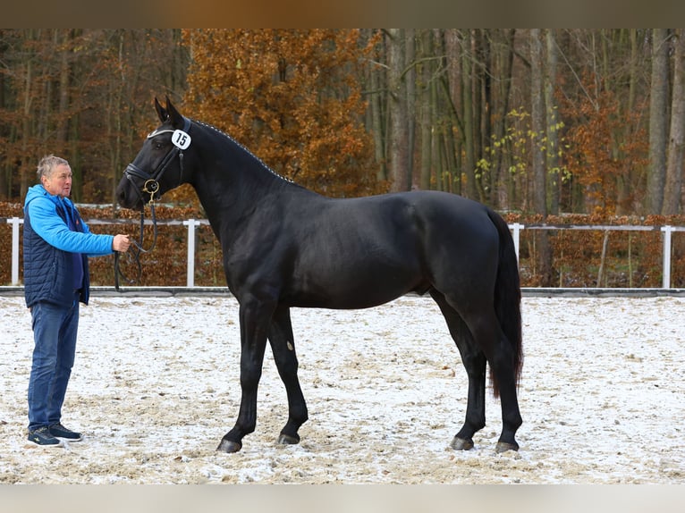 Heavy Warmblood Gelding 2 years 16 hh Black in Noschkowitz