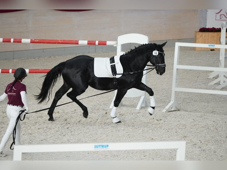 Heavy Warmblood Gelding 2 years 16,1 hh Black in Hermsdorf