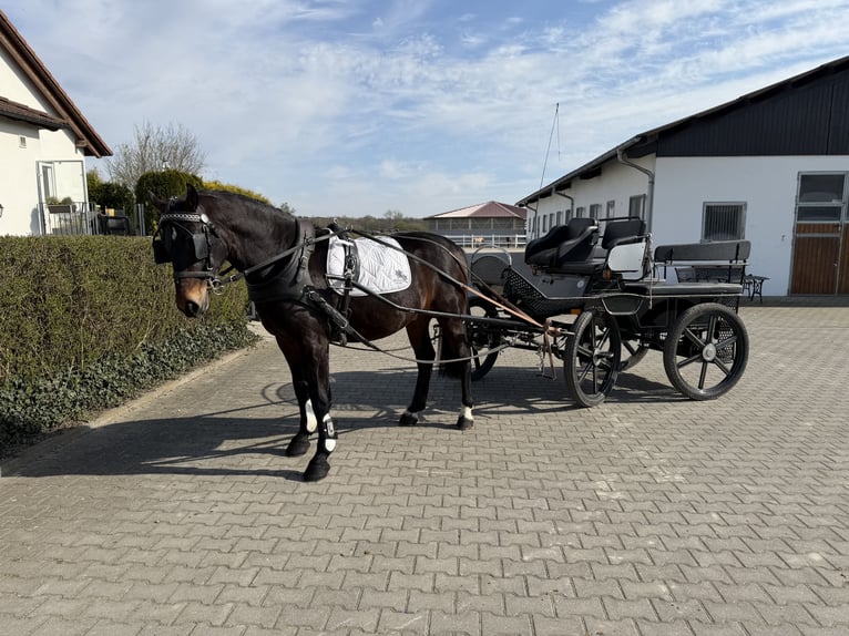 Heavy Warmblood Gelding 3 years 15.2 hh Bay-Dark in Riedlingen