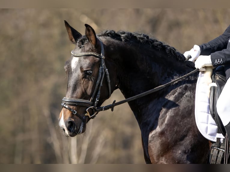 Heavy Warmblood Gelding 3 years 15.2 hh Bay-Dark in Moritzburg