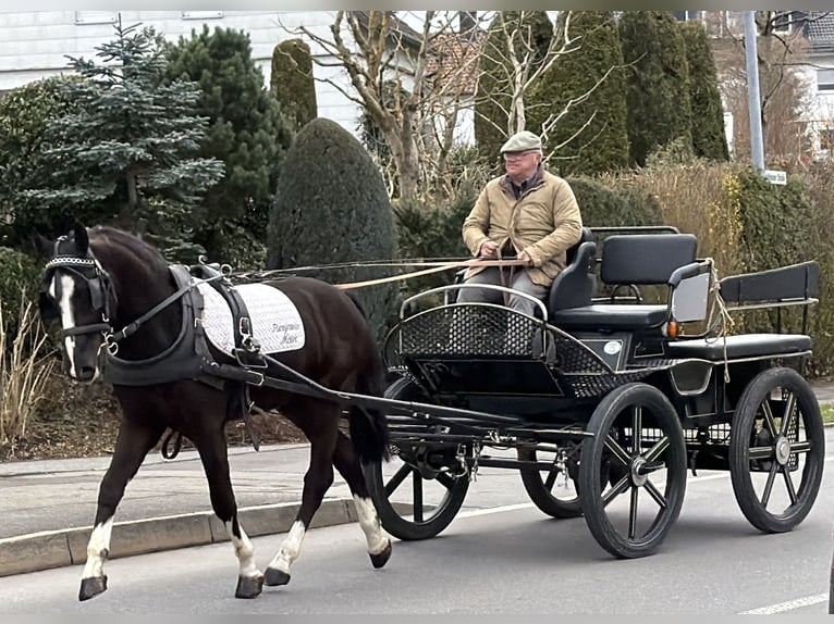 Heavy Warmblood Gelding 3 years 15.2 hh Black in Riedlingen