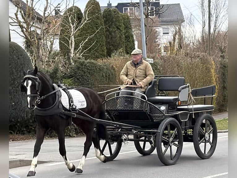 Heavy Warmblood Gelding 3 years 15.2 hh Black in Riedlingen