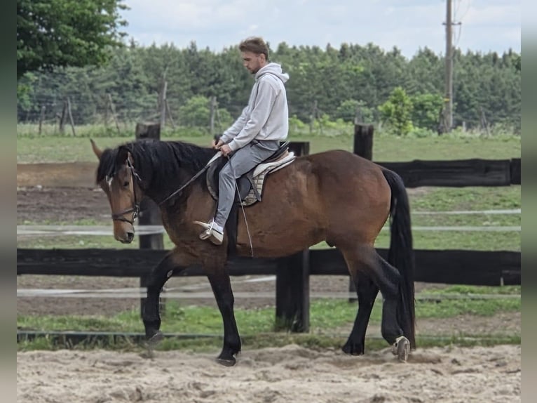 Heavy Warmblood Mix Gelding 3 years 15.2 hh Brown in Görlitz