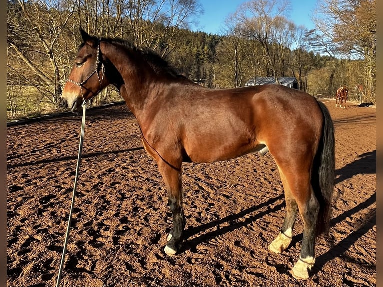 Heavy Warmblood Gelding 3 years 15,2 hh Brown in Ilmenau