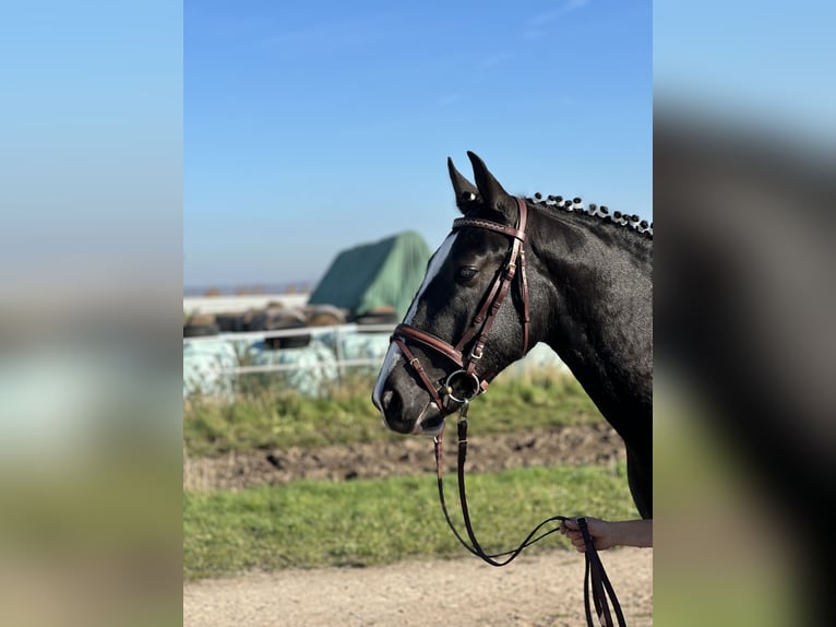 Heavy Warmblood Gelding 3 years 15,3 hh Black in Am Ettersberg