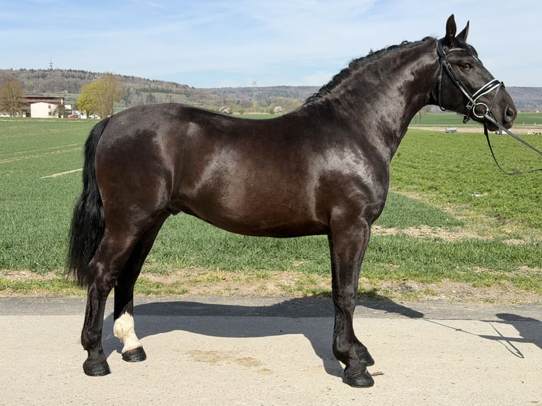 Heavy Warmblood Gelding 3 years 15.3 hh Black in Riedlingen