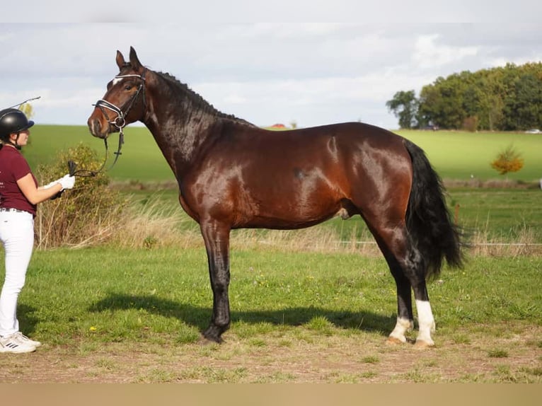 Heavy Warmblood Gelding 3 years 15.3 hh Brown in Hermsdorf