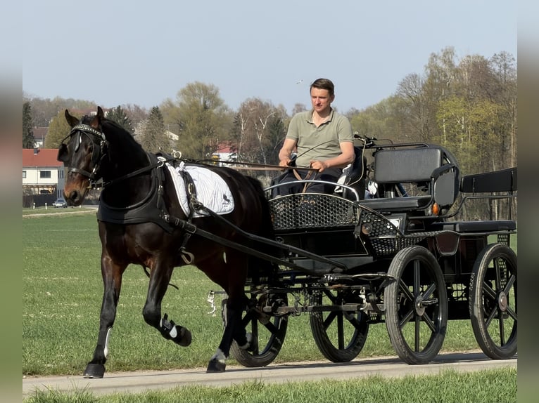 Heavy Warmblood Gelding 3 years 15,2 hh Bay-Dark in Riedlingen