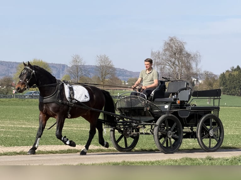 Heavy Warmblood Gelding 3 years 15,2 hh Bay-Dark in Riedlingen