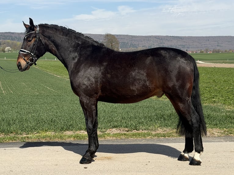 Heavy Warmblood Gelding 3 years 15,2 hh Bay-Dark in Riedlingen