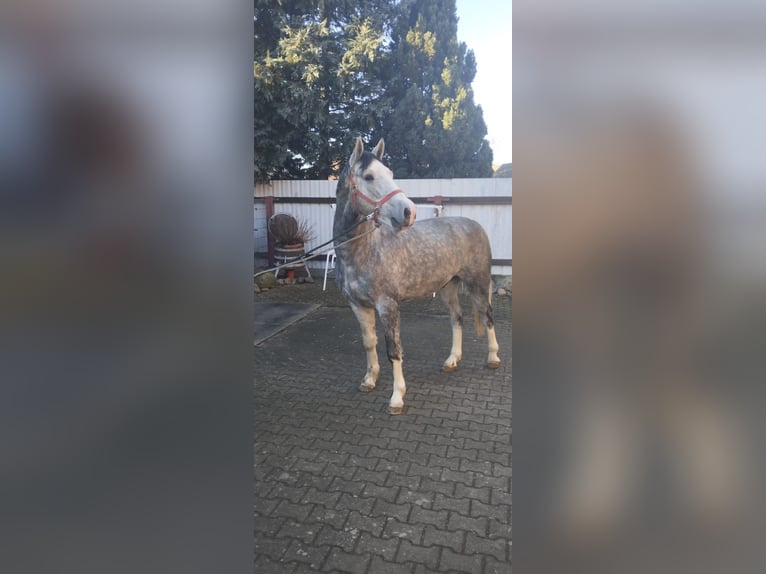 Heavy Warmblood Gelding 3 years 15,2 hh Grey-Dapple in Oranienbaum-W&#xF6;rlitz
