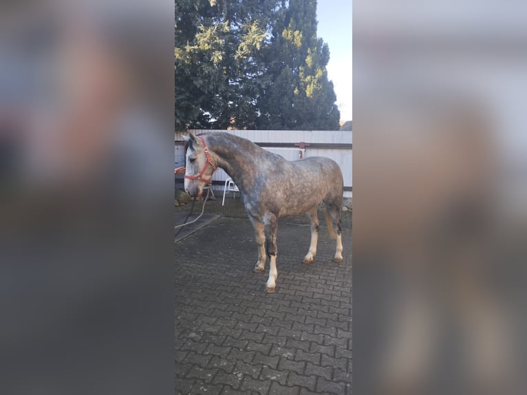 Heavy Warmblood Gelding 3 years 15,2 hh Grey-Dapple in Oranienbaum-W&#xF6;rlitz