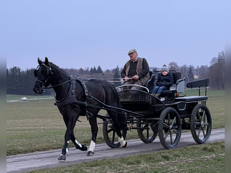 Heavy Warmblood Gelding 3 years 15,3 hh Black in Riedlingen