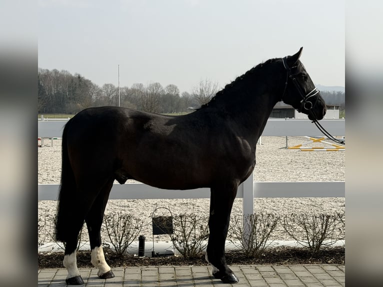 Heavy Warmblood Gelding 3 years 15,3 hh Black in Riedlingen