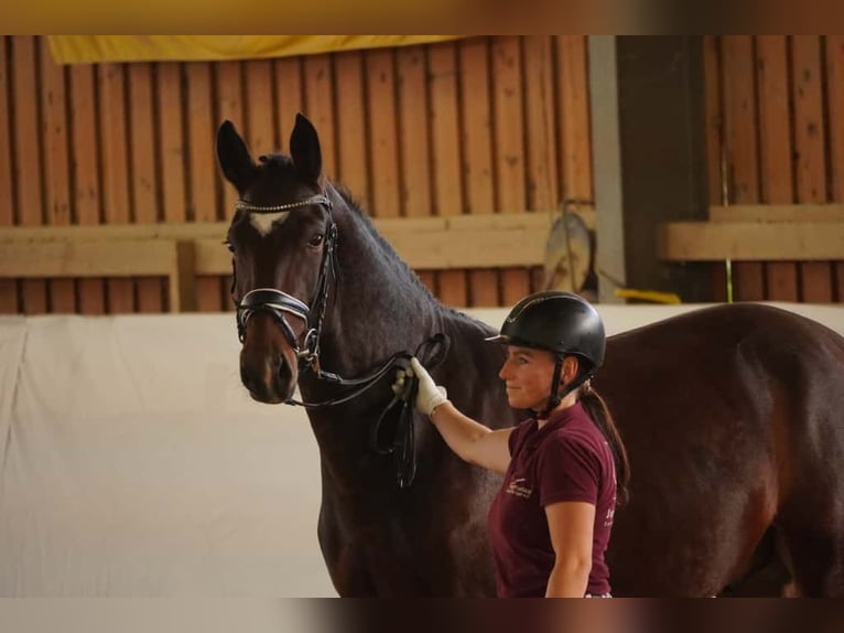 Heavy Warmblood Gelding 3 years 15,3 hh Brown in Hermsdorf