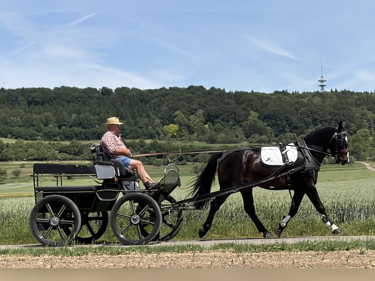 Heavy Warmblood Gelding 3 years 16.1 hh Bay-Dark in Riedlingen