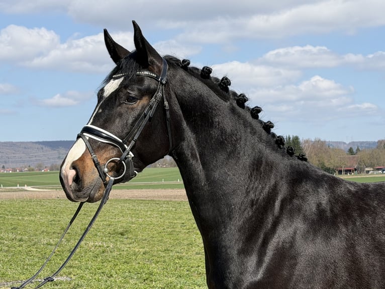 Heavy Warmblood Gelding 3 years 16.1 hh Bay-Dark in Riedlingen