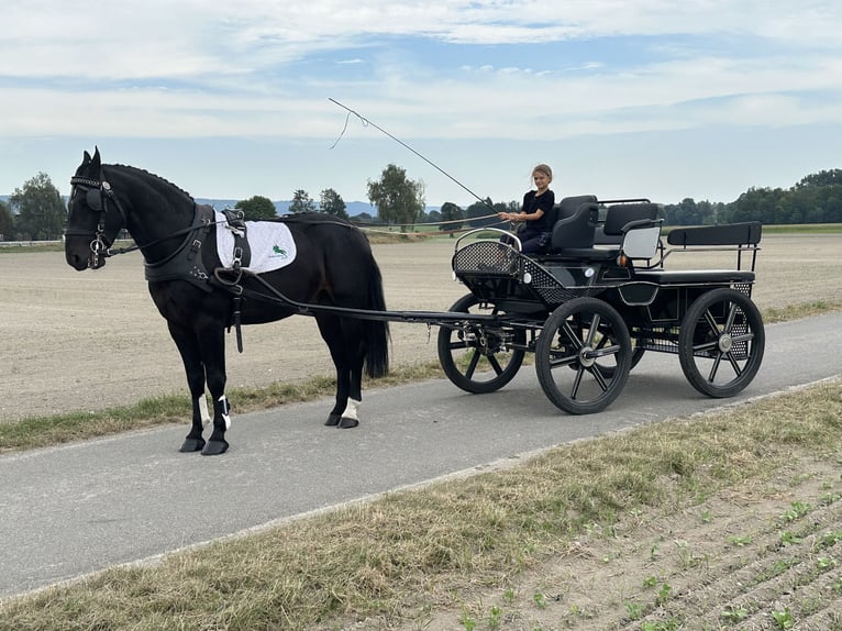 Heavy Warmblood Gelding 3 years 16,1 hh Bay-Dark in Riedlingen