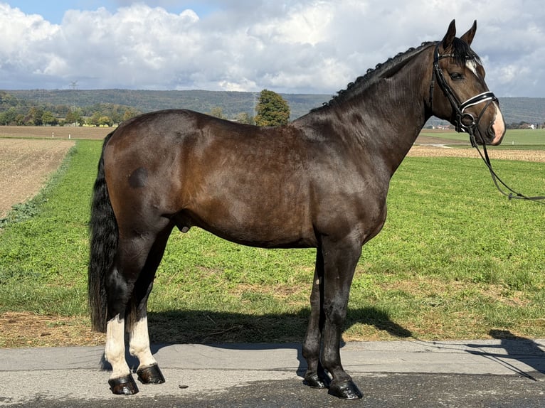 Heavy Warmblood Gelding 3 years 16.1 hh Bay-Dark in Riedlingen