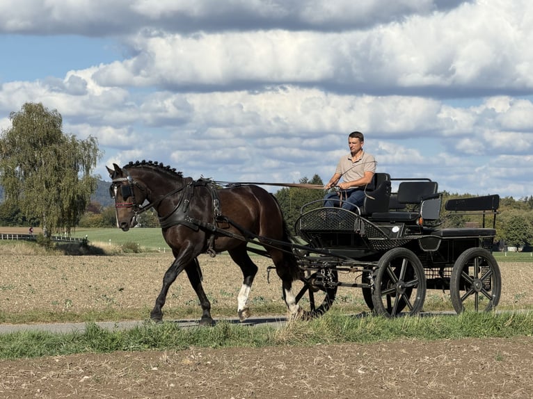Heavy Warmblood Gelding 3 years 16.1 hh Bay-Dark in Riedlingen