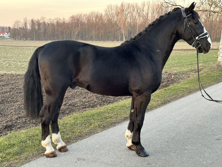 Heavy Warmblood Gelding 3 years 16,1 hh Black in Riedlingen