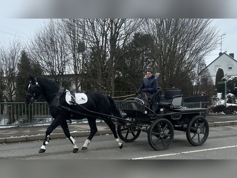 Heavy Warmblood Gelding 3 years 16,1 hh Black in Riedlingen