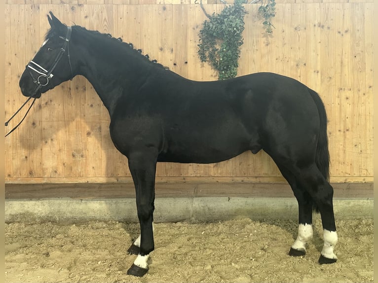 Heavy Warmblood Gelding 3 years 16,1 hh Black in Riedlingen