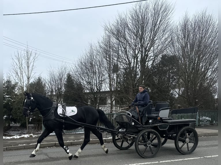 Heavy Warmblood Gelding 3 years 16,1 hh Black in Riedlingen