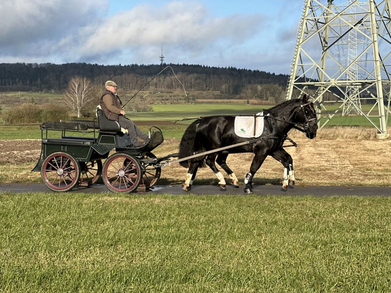 Heavy Warmblood Gelding 3 years 16,1 hh Black in Riedlingen