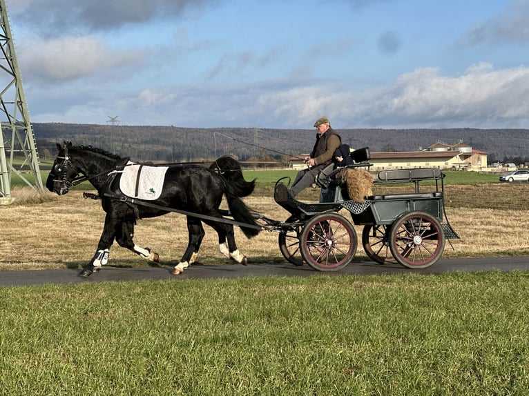 Heavy Warmblood Gelding 3 years 16,1 hh Black in Riedlingen